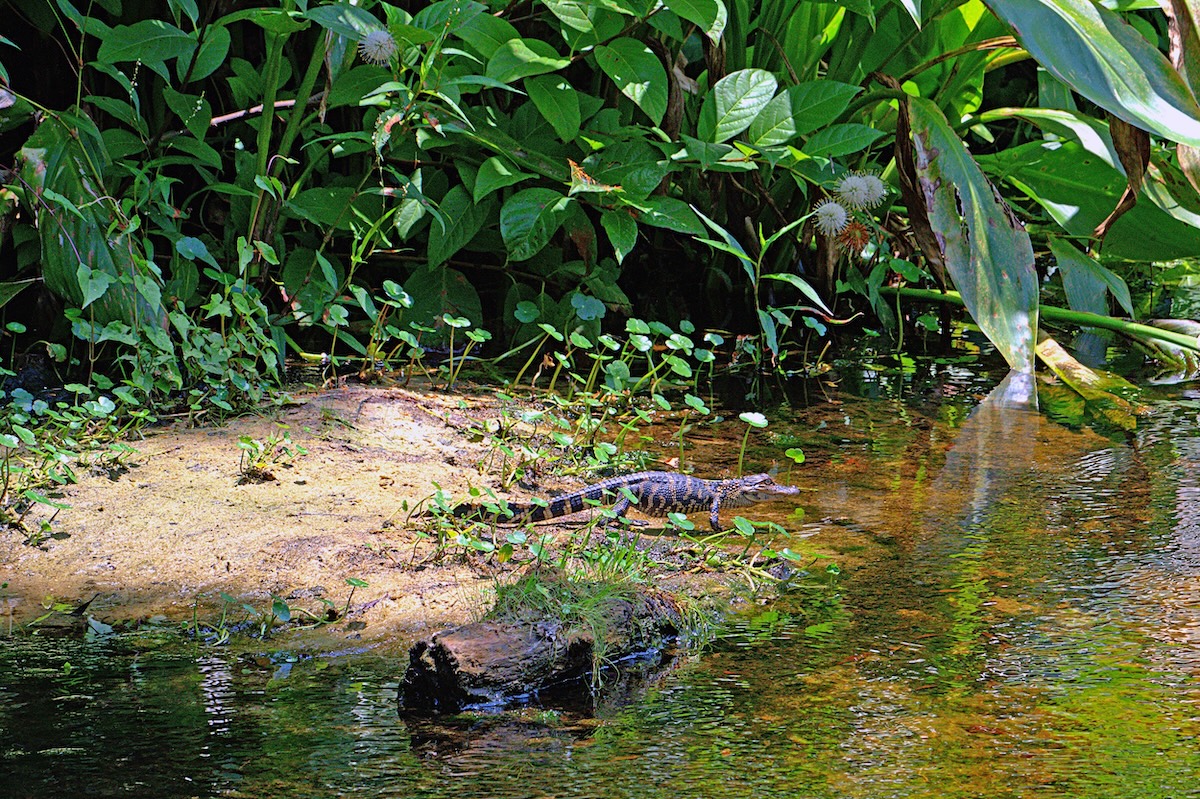 Baby alligator taking a walk in The Villages