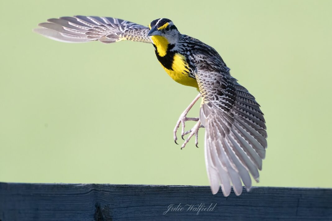 Eastern meadowlark on the move at Hogeye Pathway in The Villages ...