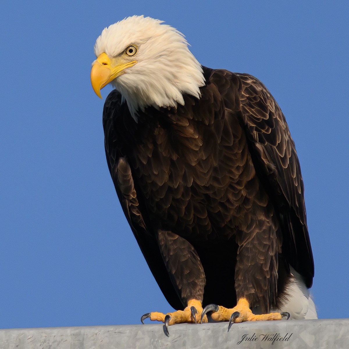 American bald eagle overlooking Briarwood Executive Golf Course