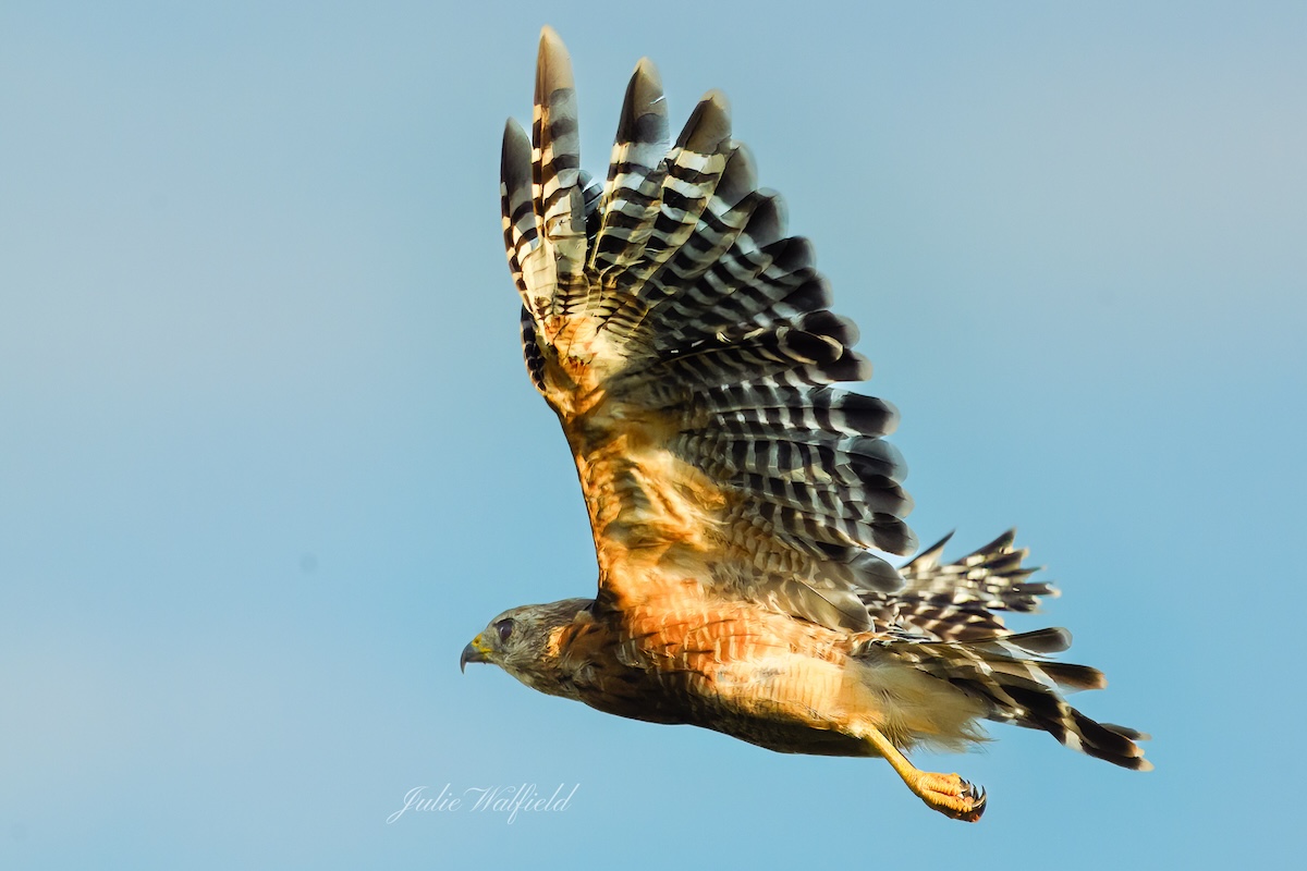 Red-shouldered hawk gliding over Hogeye Pathway in The Villages ...