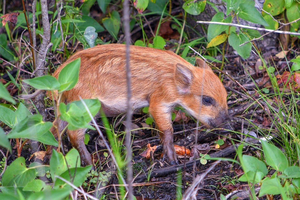 Wild piglet spotted in The Villages