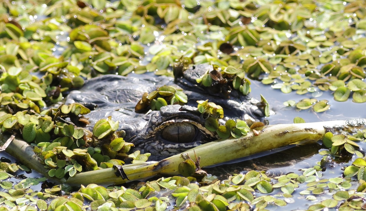 Alligator camouflaged in the Village of DeLuna