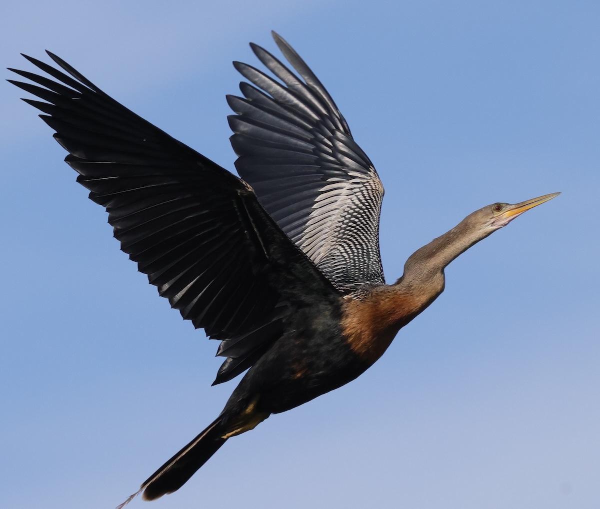 Anhinga flying over the Village of DeLuna