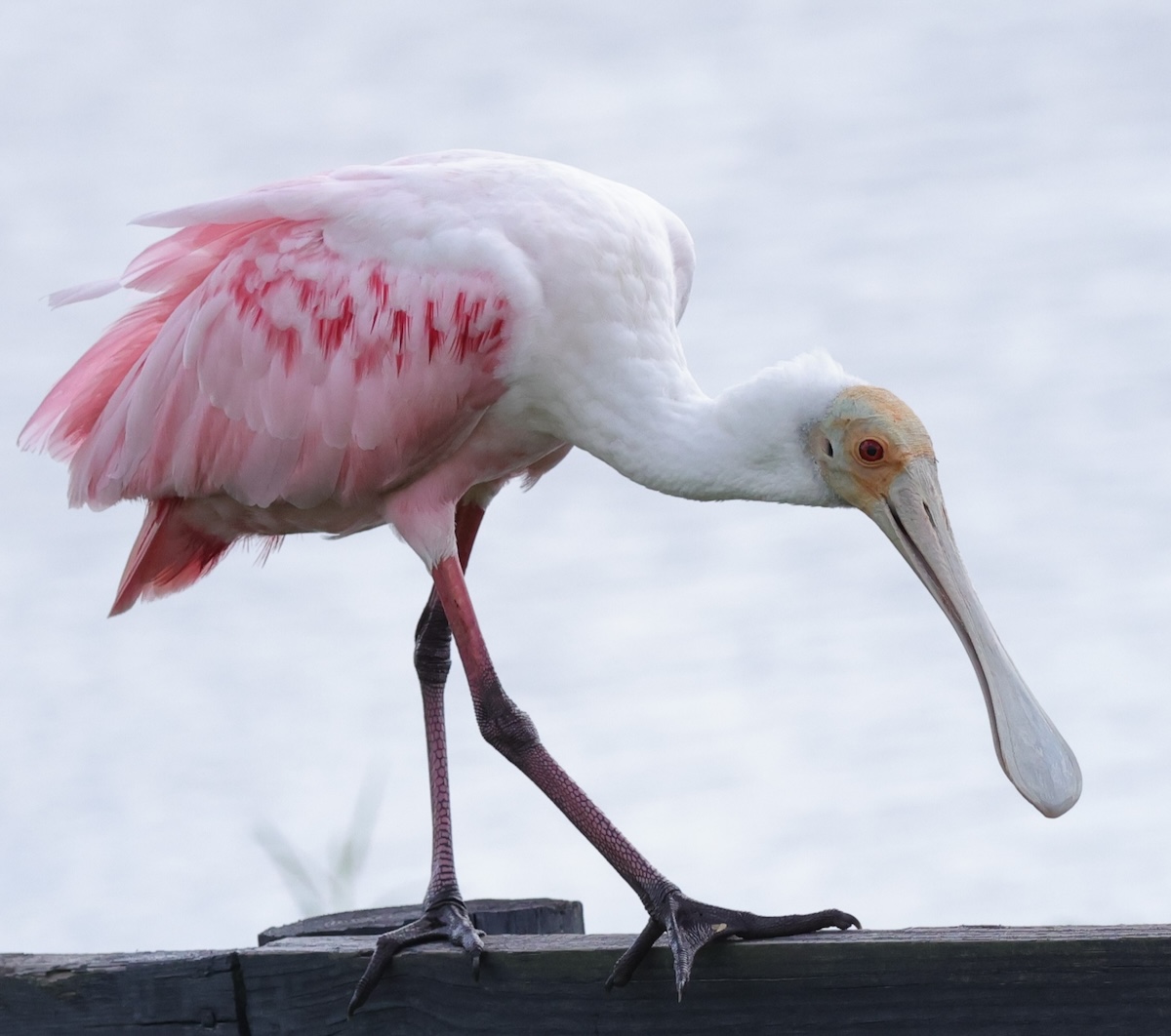 Colorful roseate spoonbill at Hogeye Pathway