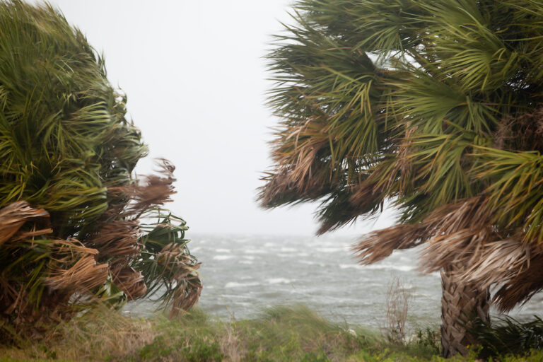 Palm trees being blown by the winds of an approaching storm UF IFAS Tyler Jones