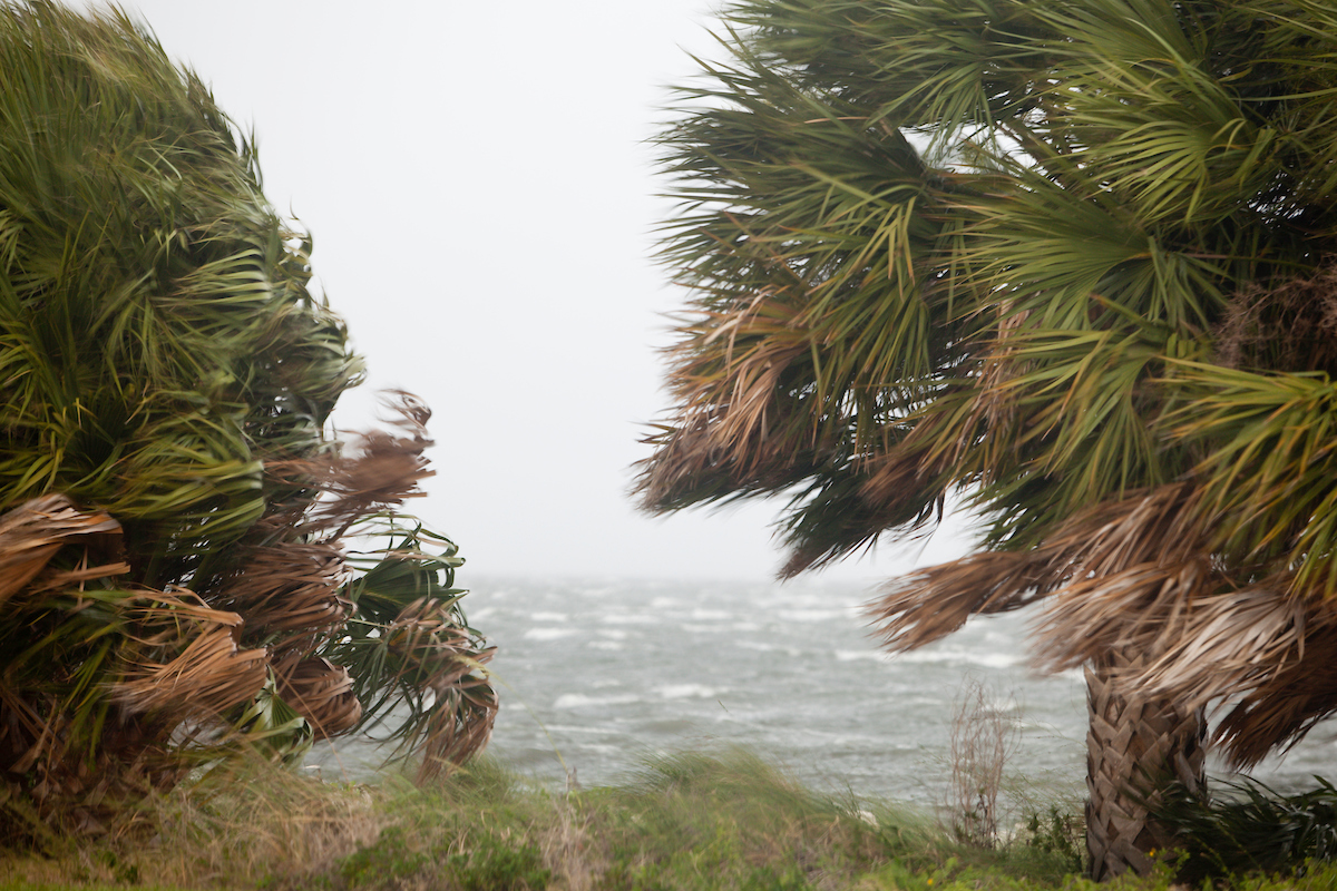 Expert gives advice on palm tree care after Tropical Storm Debby