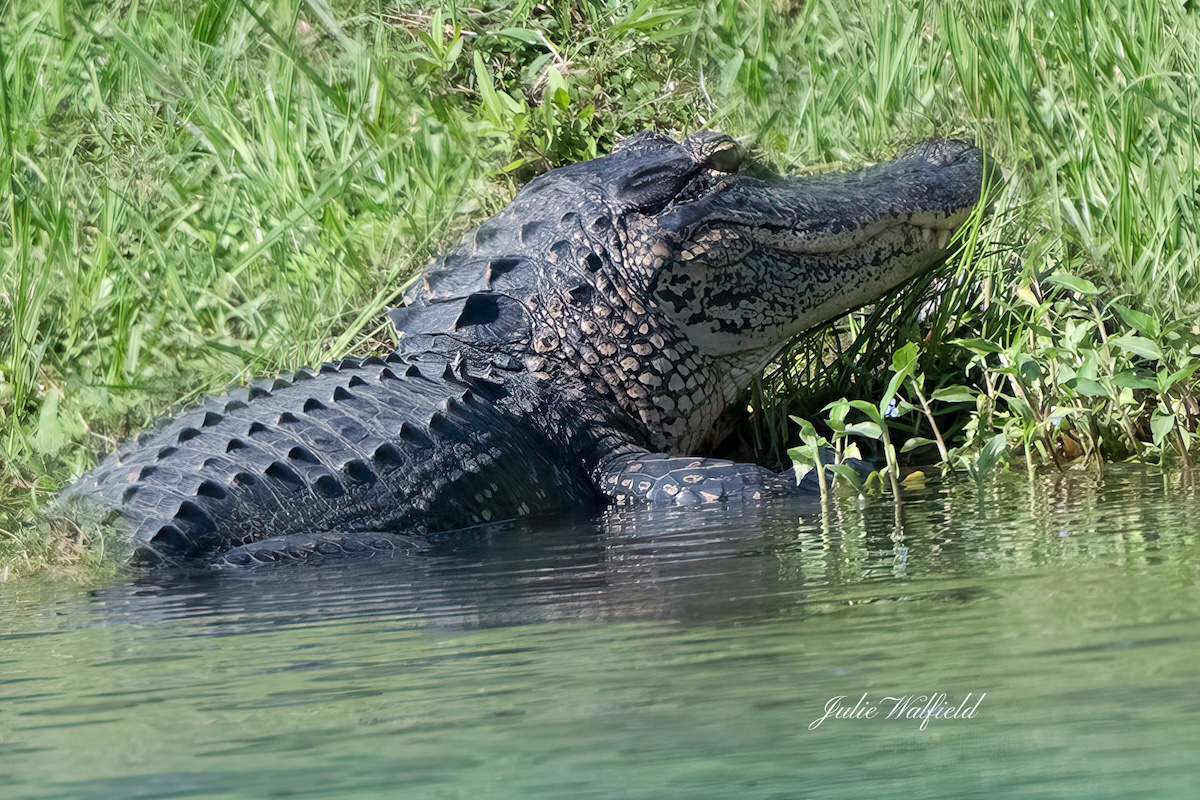 Alligator emerges from pond in The Villages