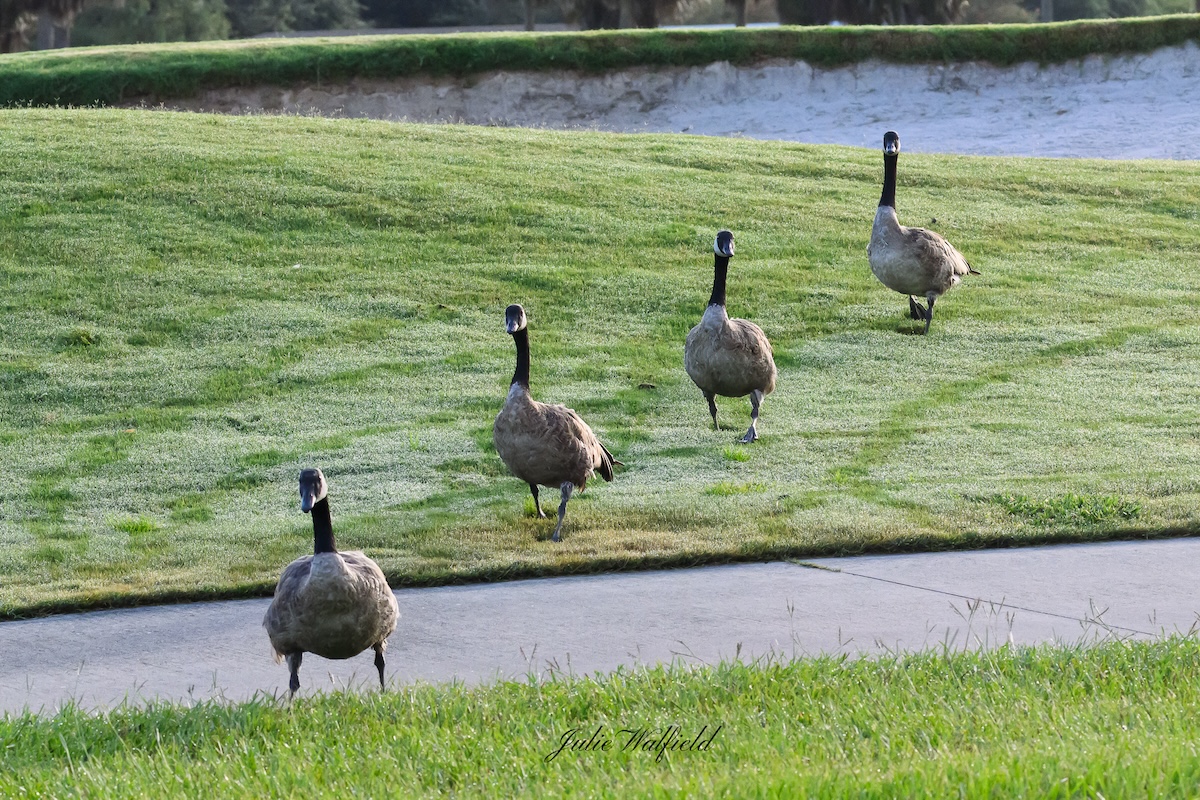 Canadian geese taking a stroll at Turtle Mound Executive Golf Course