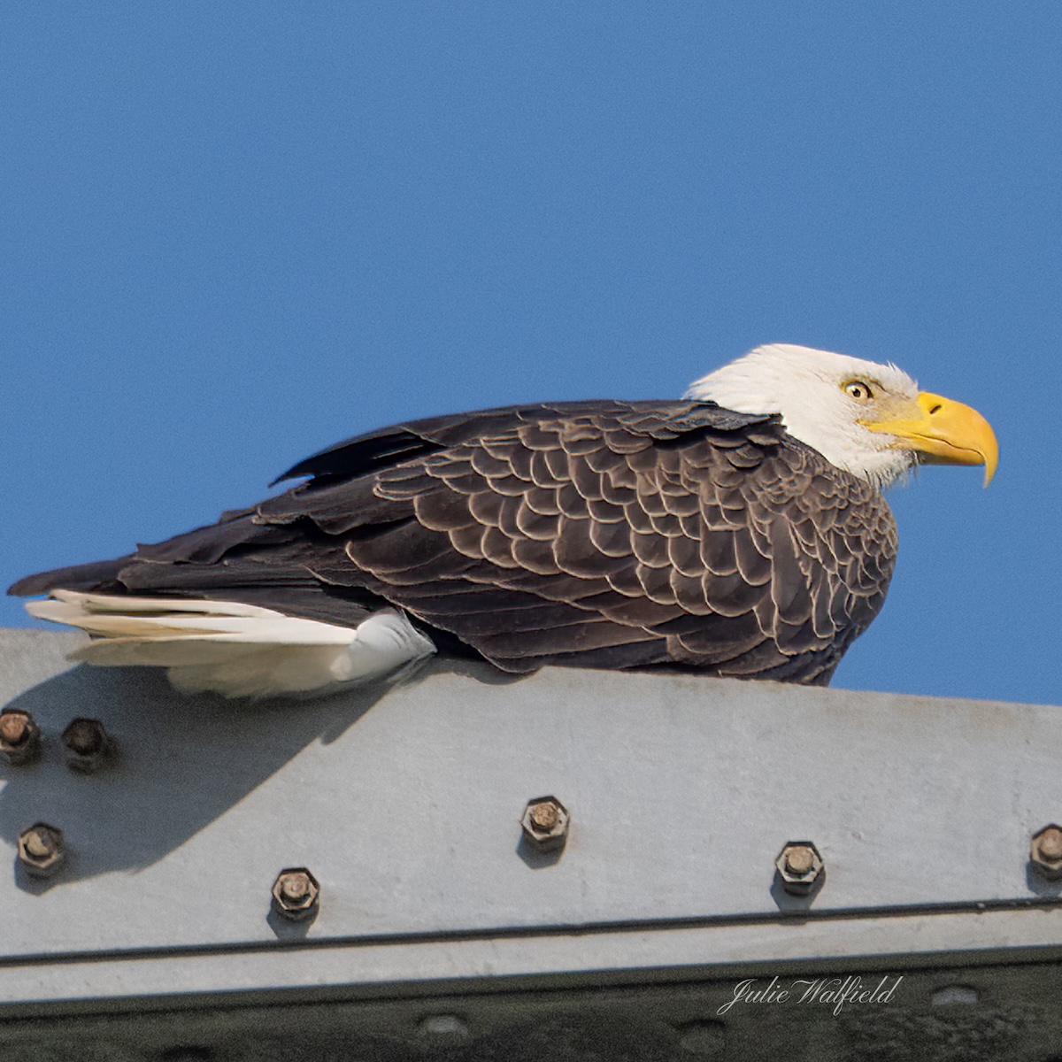 Bald eagle waiting for winds to subside in The Villages