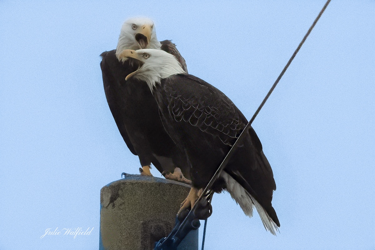 Bald eagles having a spirited talk in The Villages