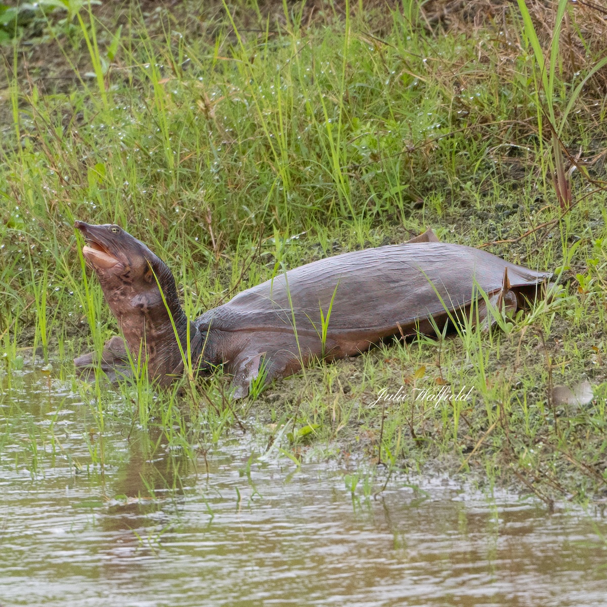 Florida softshell turtle on Churchill Greens Executive Golf Course