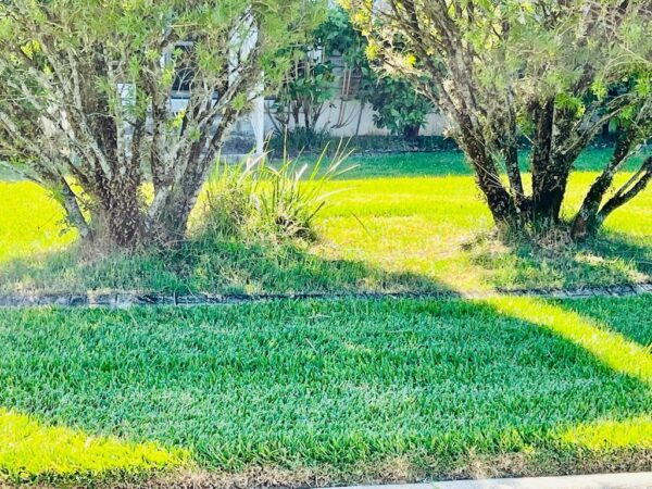 The are weeds on the property at 1523 Ward Court