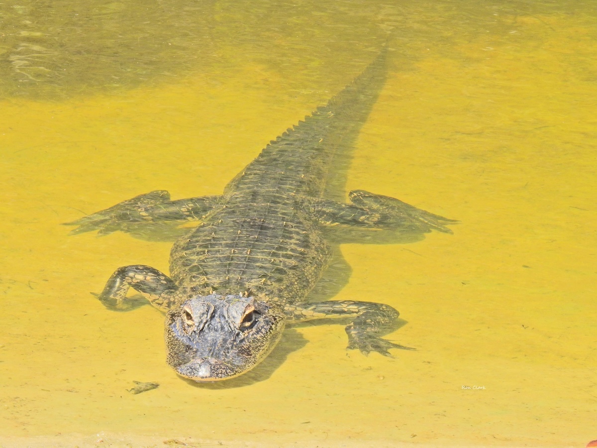 Alligator enjoying morning swim in The Villages