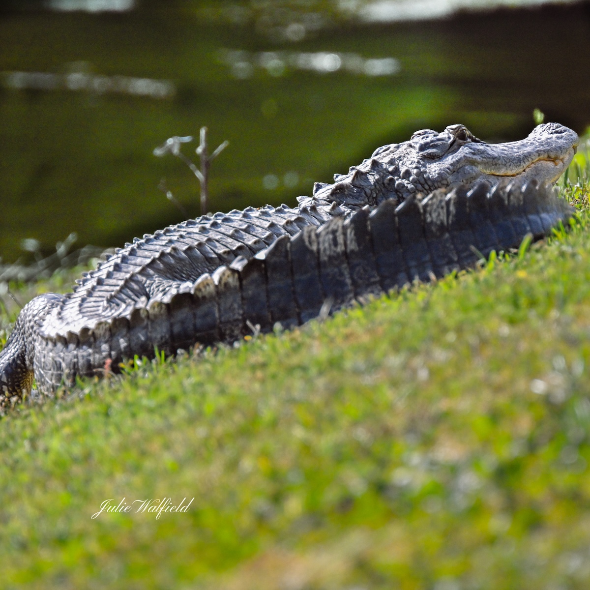 Alligator spying breakfast in The Villages