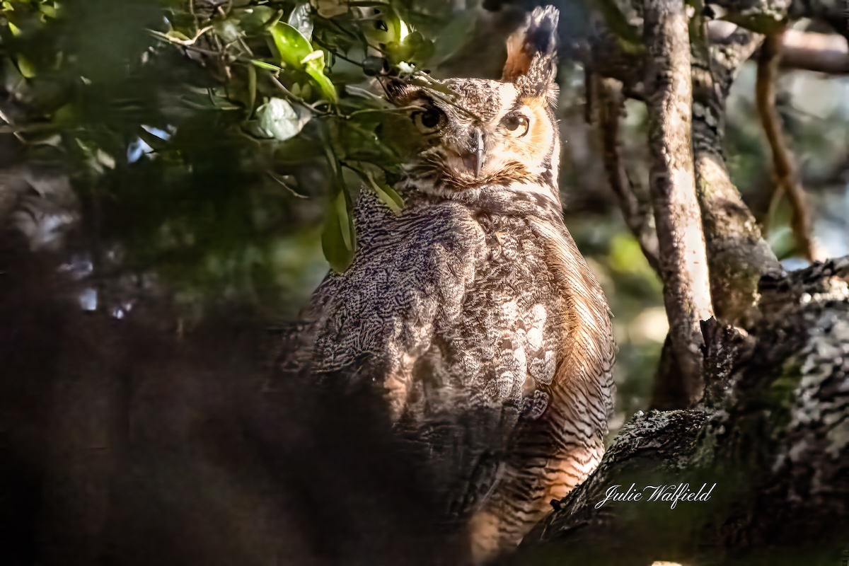 Great horned owl perched in oak tree in The Villages