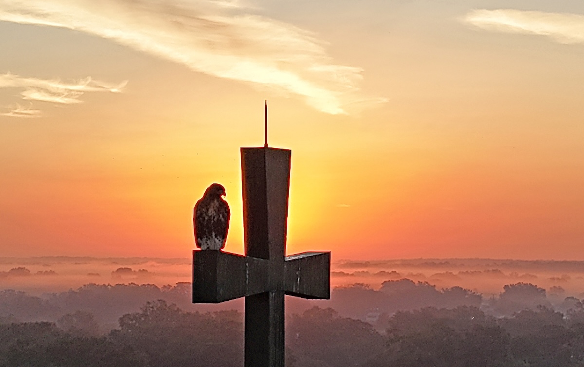 defaultHawk perched on church steeple in The Villages