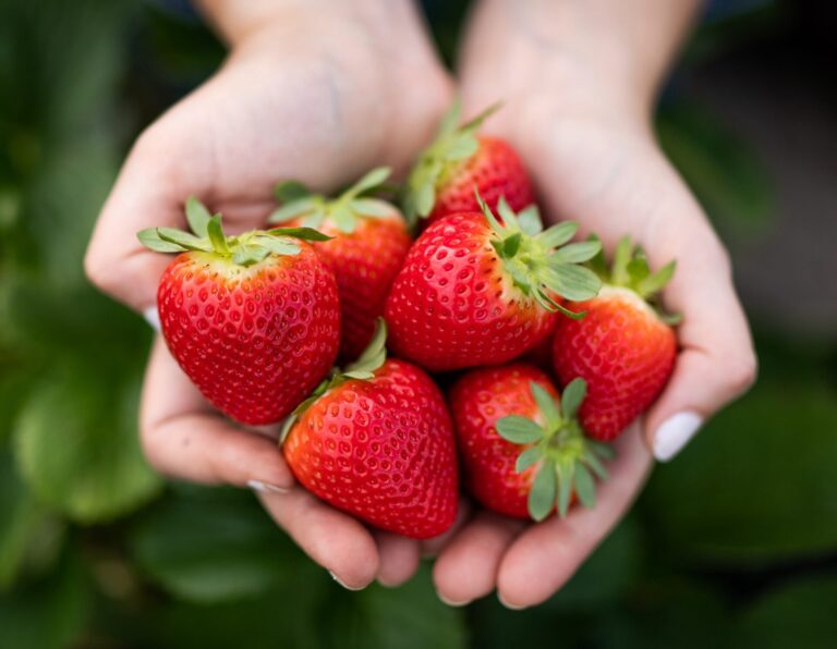 Hands holding harvested strawberries. Photo taken 02 05 20.