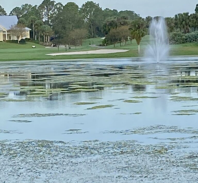 There is an abudance of algae and hydrilla at this pond near the El Santiago Recreation Center