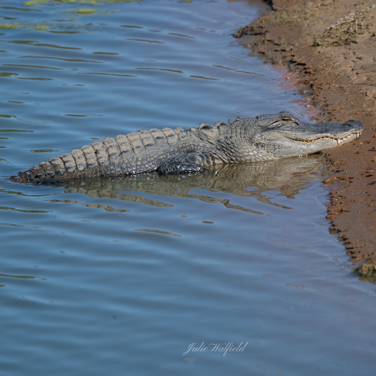 Alligator basking in the sun on shore of pond in The Villages