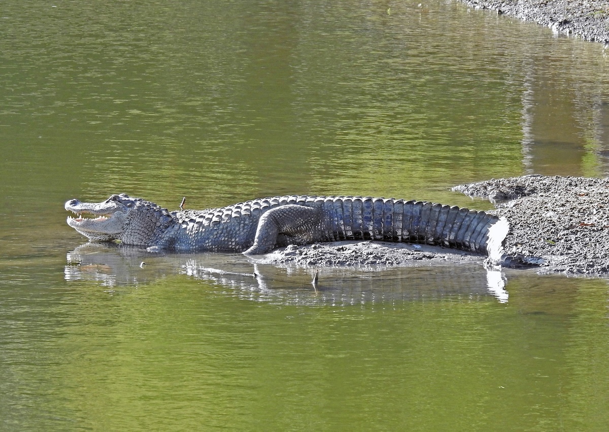 Alligator basks in sun in The Villages