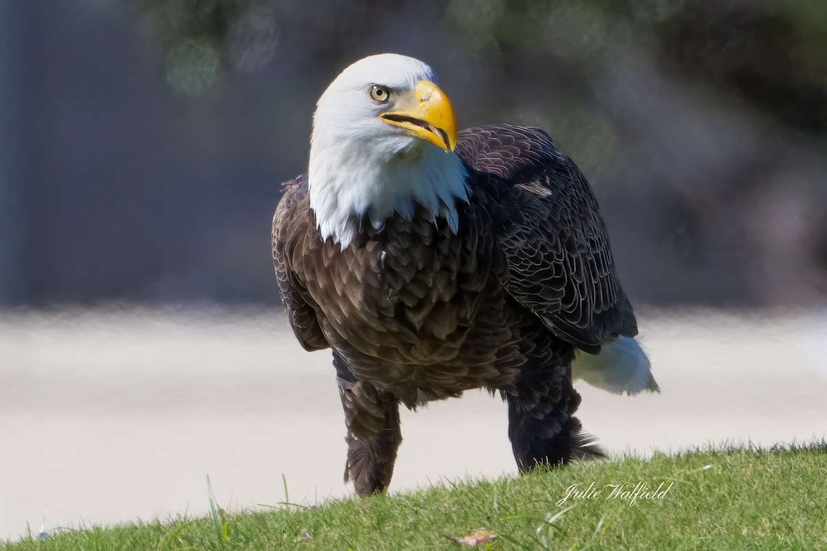 Bald eagle celebrating at Briarwood Executive Golf Course