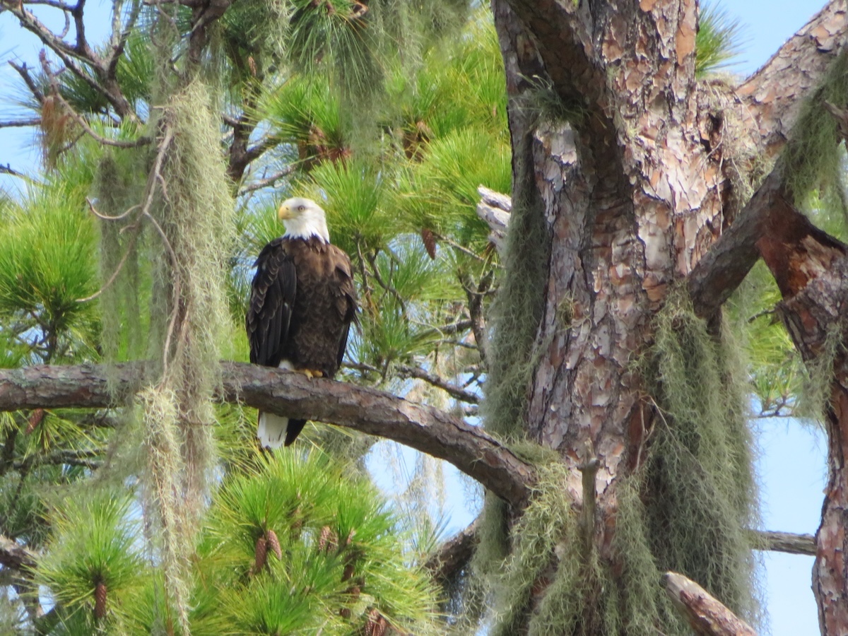 Bald eagle perched on pine tree in The Villages