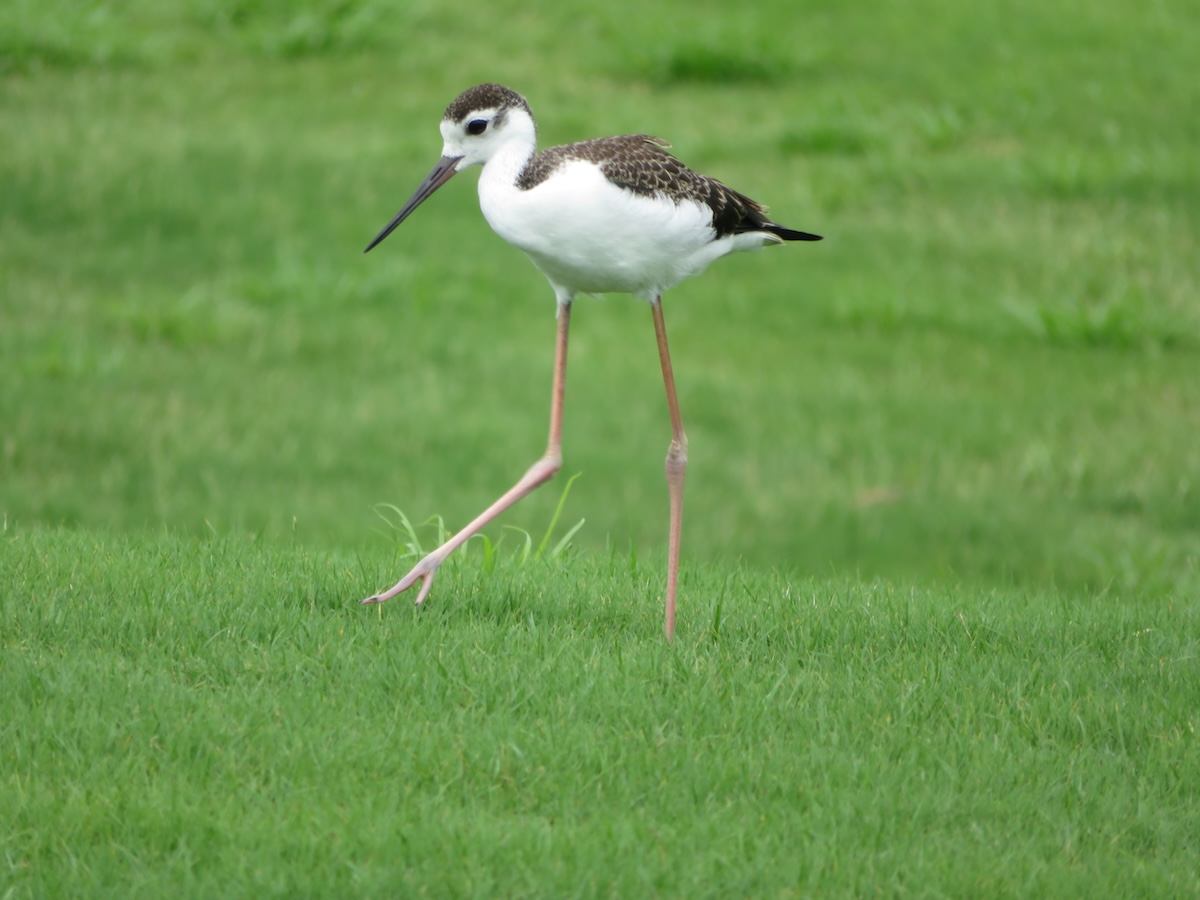 Black-necked stilt out for a morning stroll in the Village of Pine Ridge