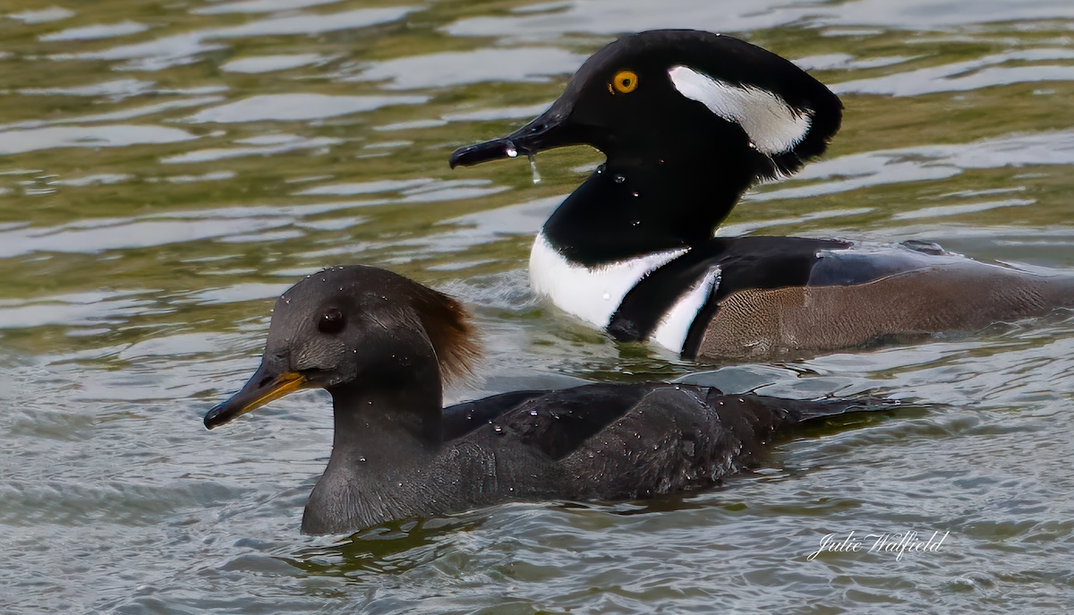 Hooded merganser couple in the Village of Bradford