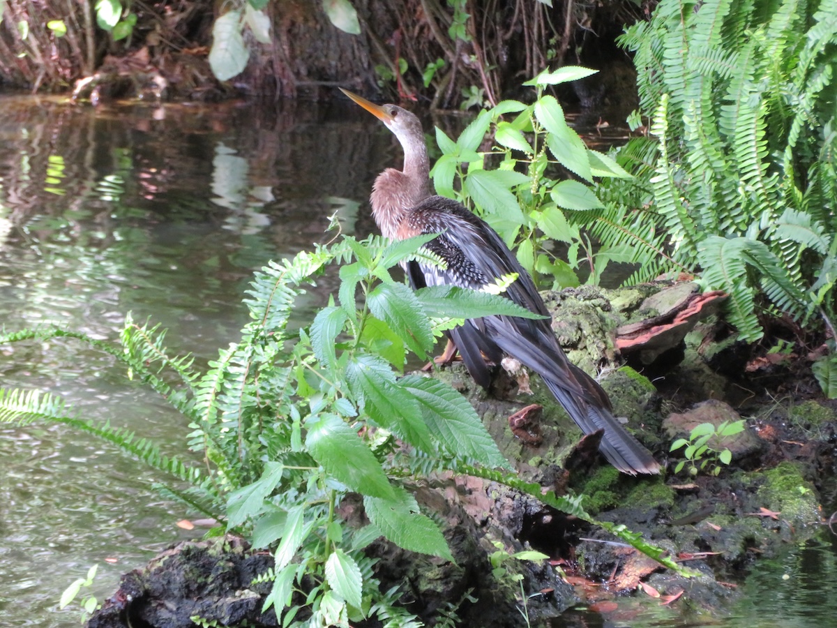 Anhinga sitting on rock in the Village of Pine Ridge