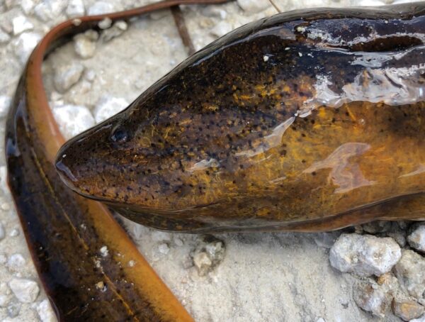 Members of the pulic are being urged to report sightings of the invasive Asian swamp eel