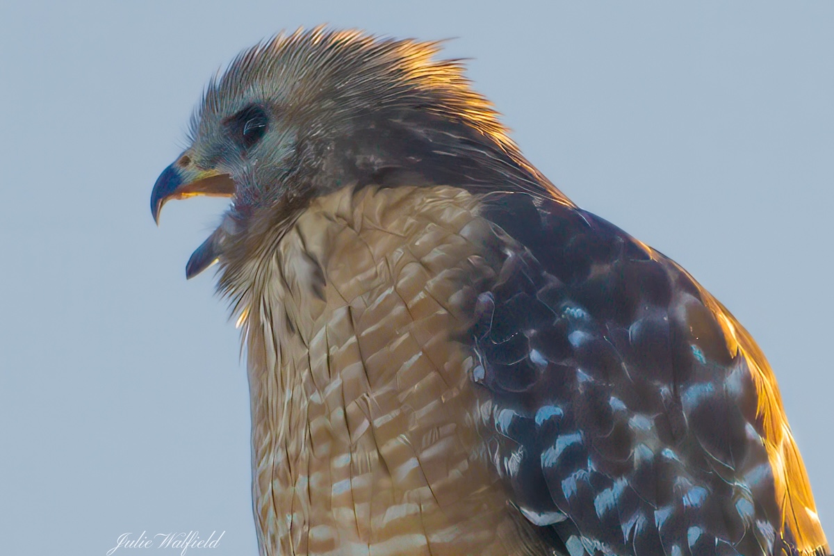 Red-shouldered hawk making his voice heard in The Villages