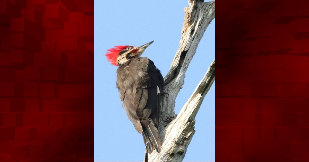Pileated Woodpecker At The Fenney Nature Trail Villages 