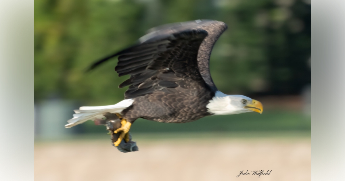 Bald eagle hit by car in Greenbrier County