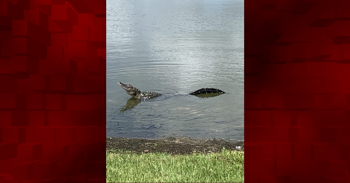 Alligator Near The Rohan Recreation Center - Villages-News.com