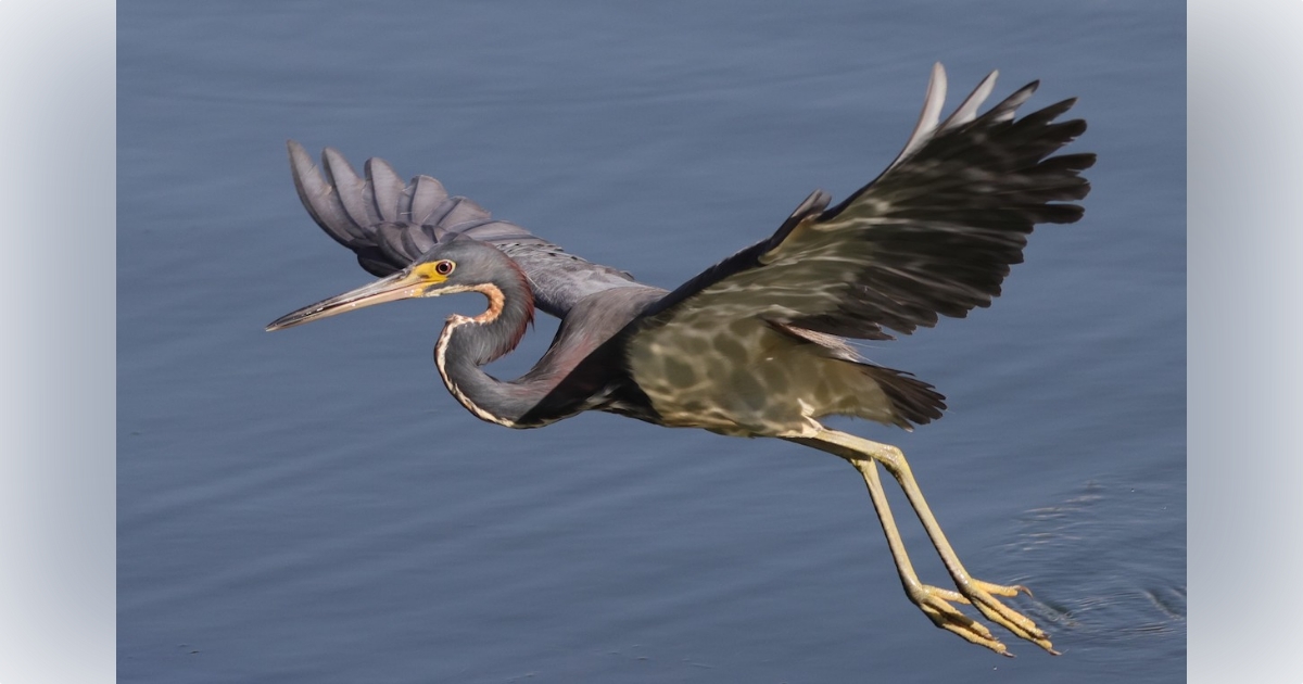 Tricolored Heron Flying Over Pond Beside The Village Of Bradford 