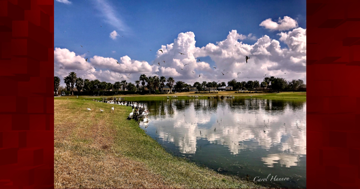 Pelicans Enjoying the Southern Star Golf Course