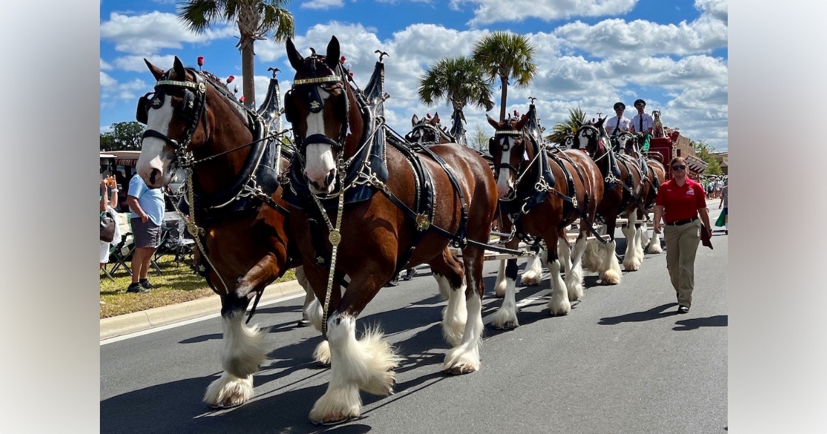 The Budweiser Clydesdale (and his Buddy) are Back!